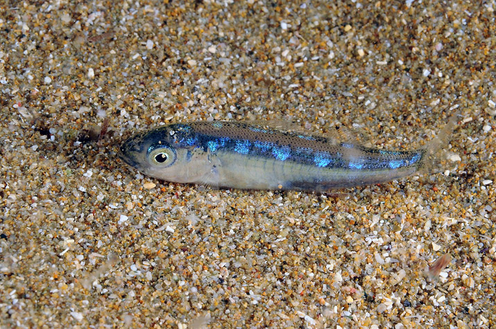 juvenile Pagellus sp.